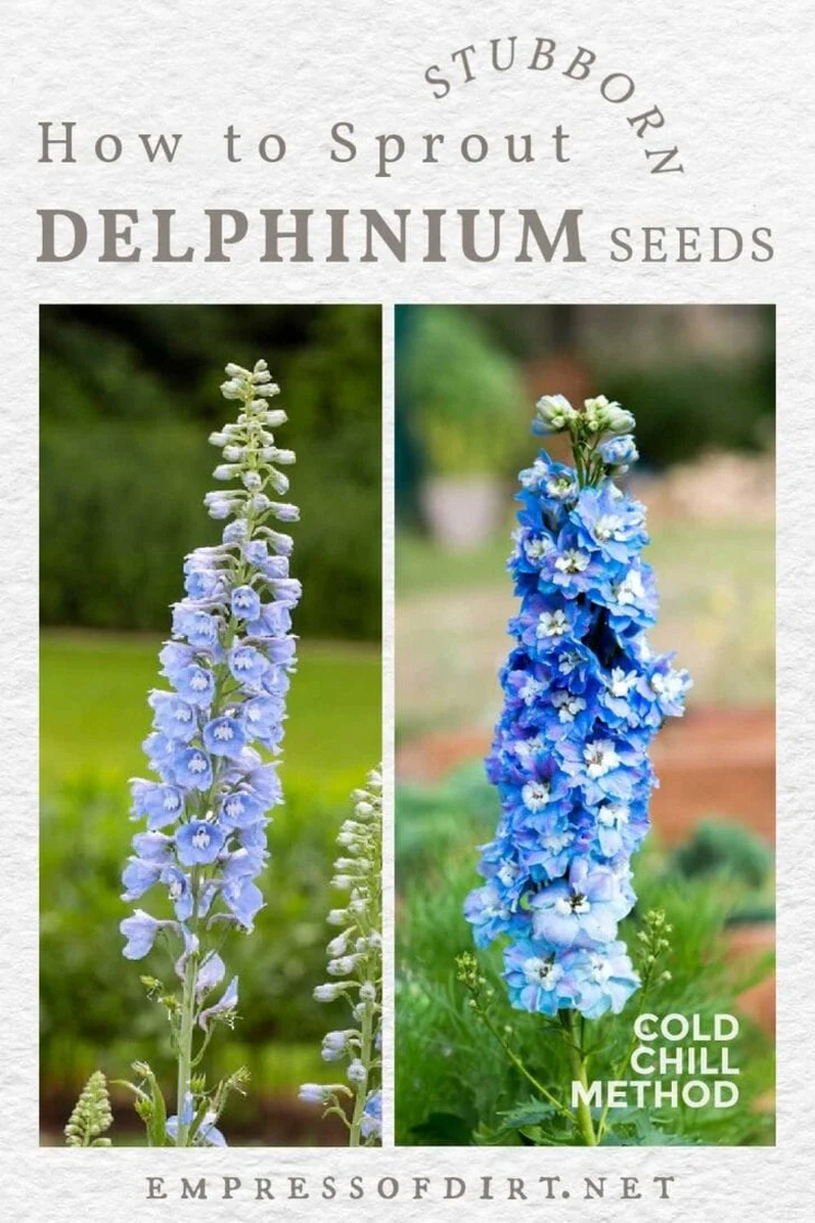 Flower Seeds