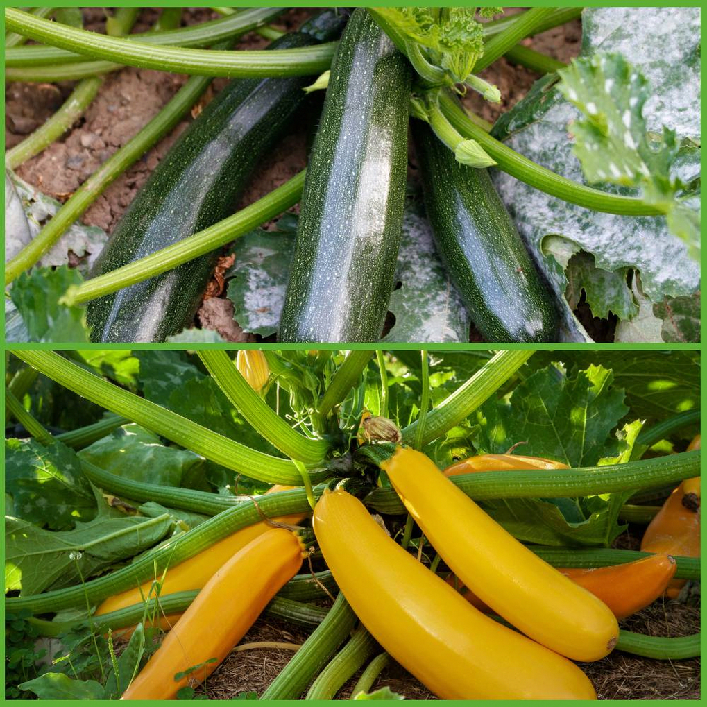 Black Beauty Zucchini Seeds